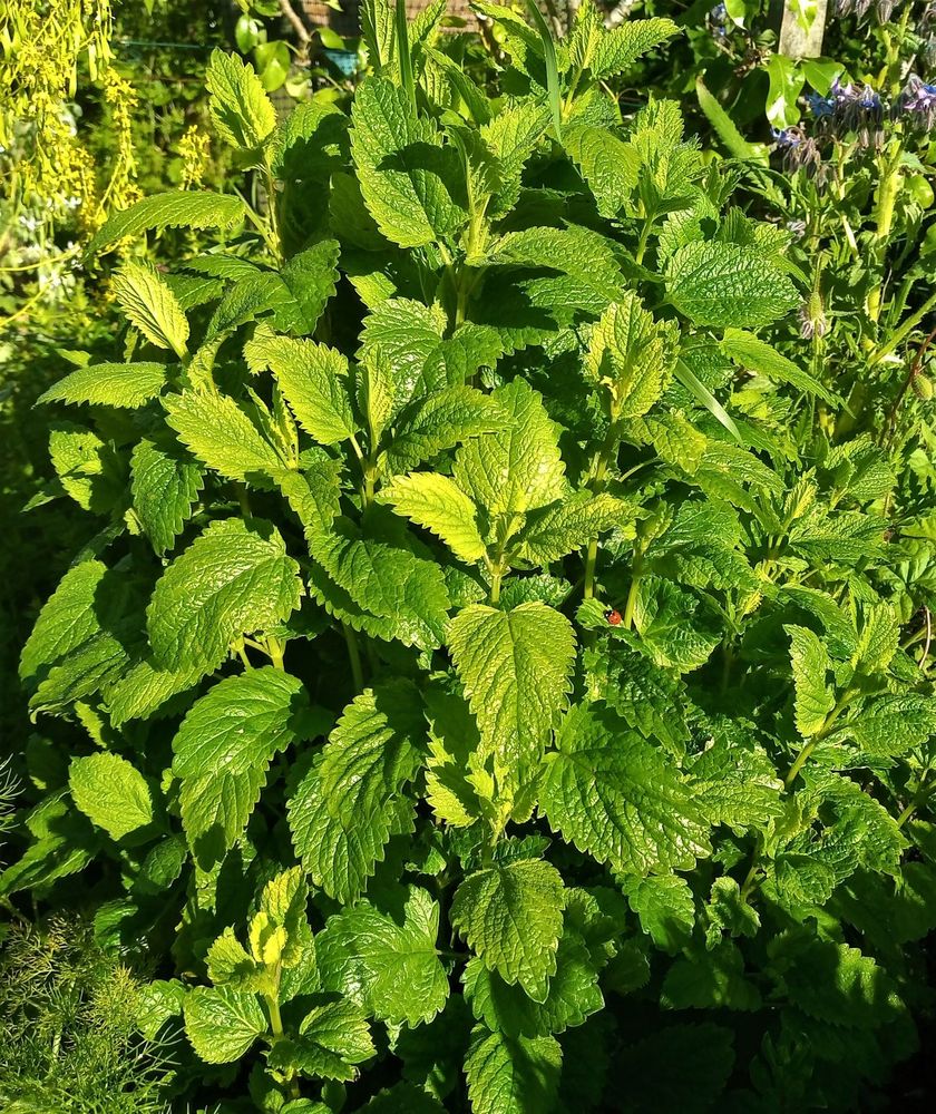 Melissa officinalis